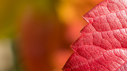 Colorful autumn leaf background