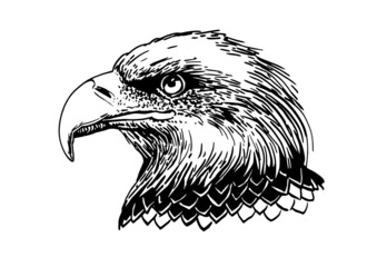 Vector portrait of eagle isolated on white background, graphical illustration