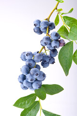 Group of blueberries with leaves on a branch