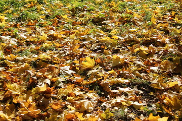 Yellow leaves on the lawn illuminated by the sun. Russia.