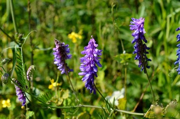 Wild pea flowers. Purple and green