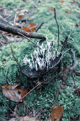 Obraz premium White mushrooms on mossy log