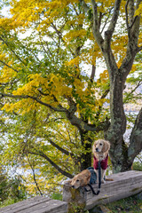 日光竜頭の滝／ゴールデンレトニエル