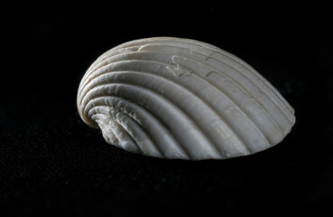 abstract white sea shell in black background, macro photography