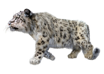 Obraz premium 3D Rendering Snow Leopard on White
