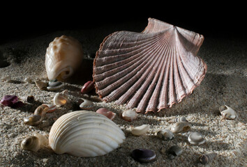 Mexican flat scallops, gisella shells,mollusk shell pecten vogdesi sea shell in black background in macro photography surrounded by small snail shells on the sand