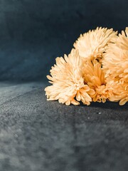 Yellow chrysanthemum flower on a dark background. A greeting card.
