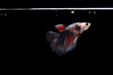 Small Colorful Betta fish, at Black background
 - obrazy, fototapety, plakaty
