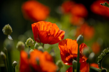 
flowers of life - poppies
