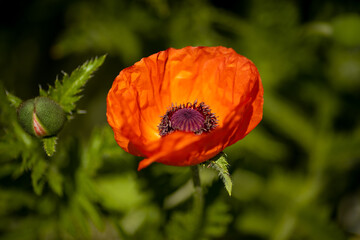 
flowers of life - poppies