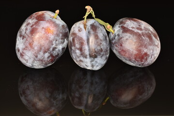 Ripe dark blue organic plums, close-up, on a black background.