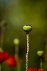 
flowers of life - poppies