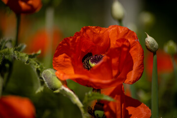 
flowers of life - poppies