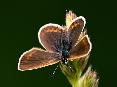 รูปภาพNeoptera – เลือกดูภาพถ่ายสต็อก เวกเตอร์ และวิดีโอ1,197 | Adobe Stock
