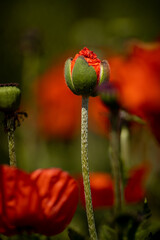 
flowers of life - poppies