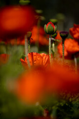 
flowers of life - poppies