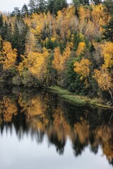 autumn in the forest