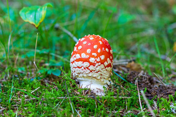 Fliegenpilz - giftig - Mushroom - Allgäu