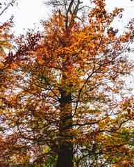 Fototapeta na wymiar Autumn in Buda Hills over Budapest 