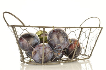 Ripe dark blue organic plums, close-up, on a white background.