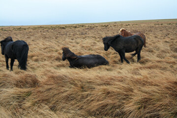 Island Ponys, Pferde
