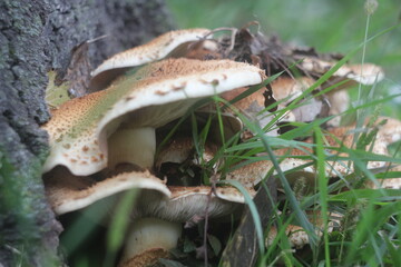 mushrooms on a tree