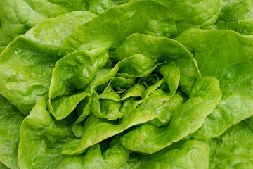 butter head lettuce leaves  close up detailed, with drops of water