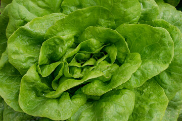 butter head lettuce leaves close up detailed, with drops of water