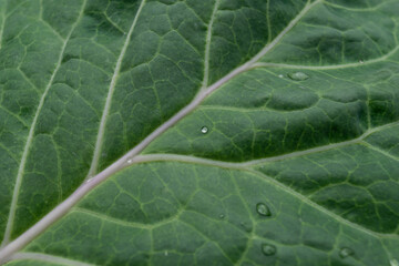 dark green kale leaf with drops of water