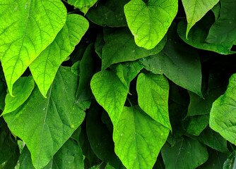 Green fresh leaves closeup. Nature outdoor photography for background image or as plant texture