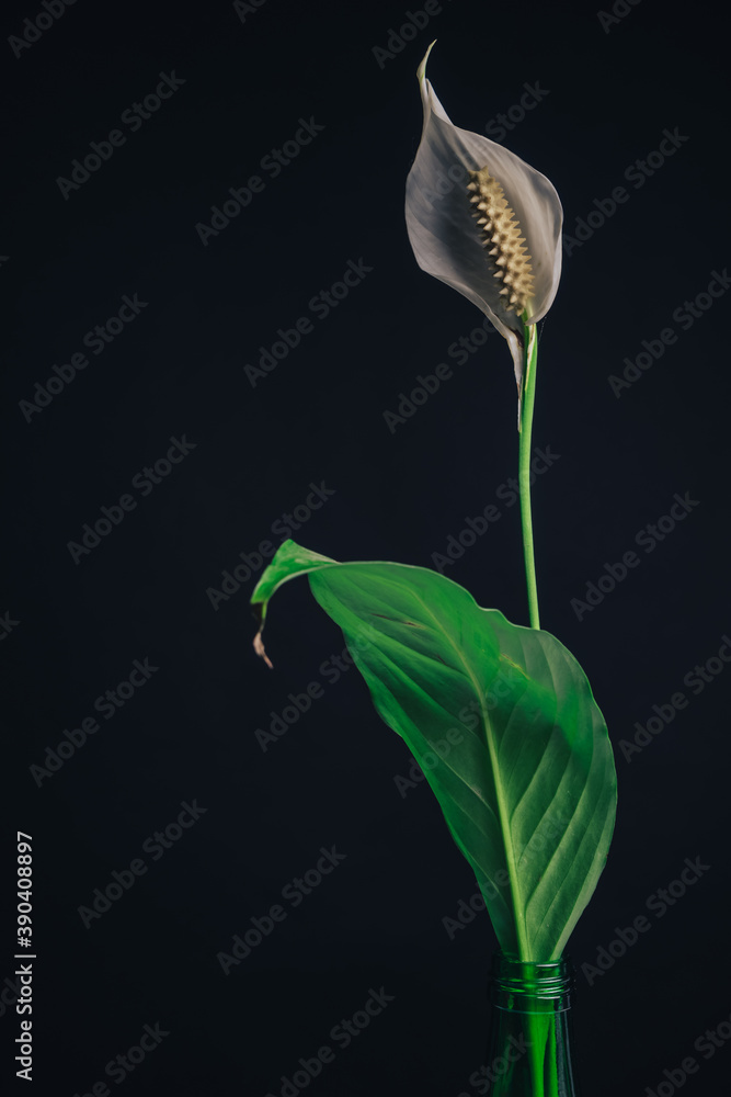 Aufkleber White Spathiphyllum pearl flower isolated on a black background pattern for design...