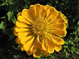 
Yellow zinnia flower