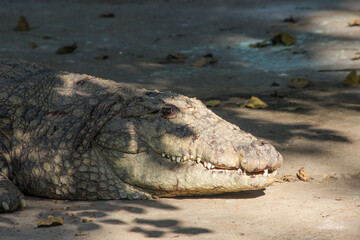 A young Indian crocodile or Mugger crocodile also known as marsh crocodile  closeup shot, resting near a pond in zoo park, sharp white teeth and dangerous look of Fresh water crocodile 