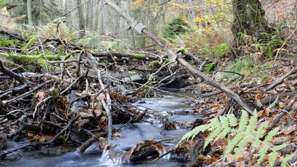 Altholz am Bickenbach
