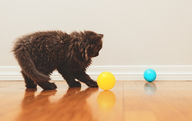 Little kitten plays with a ball. Scottish Fold.