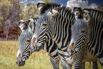 portrait of three zebras