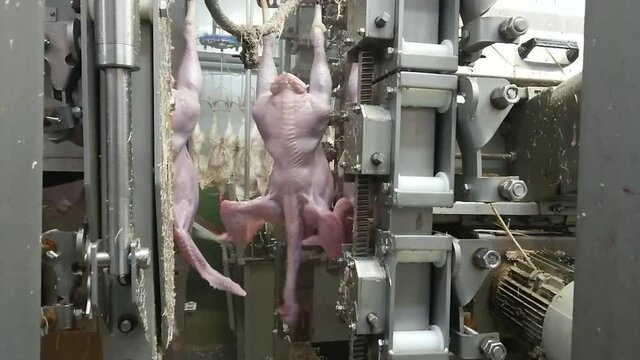 Plucking turkeys in industrial  poultry slaughterhouse. Natural working conditions, Low light situation.