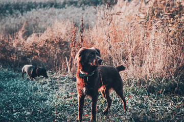 Dogs