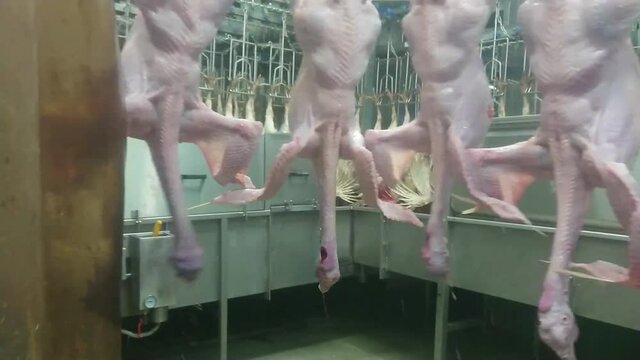 Plucking turkeys in industrial  poultry slaughterhouse. Natural working conditions, Low light situation.