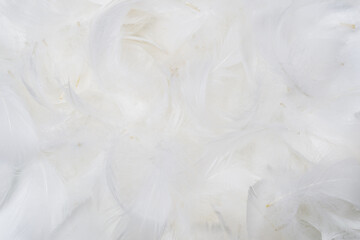 White  soft feathers background.