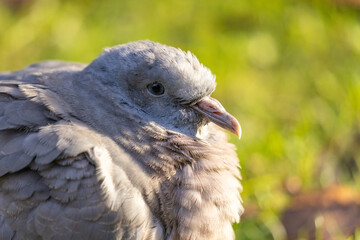 Wild Pigeon Sitting in the Grass