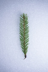 Green branch of a coniferous tree, spruce, on a white and gray background.