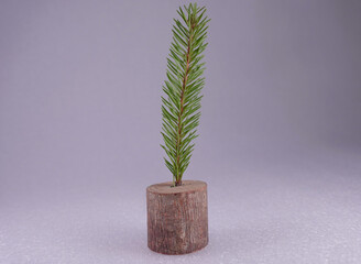 Home comfort and interior items for the festive New year, a spruce branch in a decorative tree stump.
