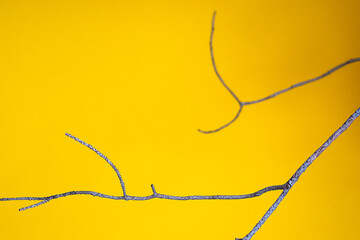 Dry branches on a yellow background. Copy space, layout, background.