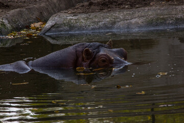 Fototapeta premium A hippopotamus (Hippopotamus amphibious) lying in water pond in zoo park in India with its head above water looking outside the water