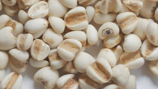 Top view of Job's tears, Adlay millet or pearl millet, Healthy food rotation.