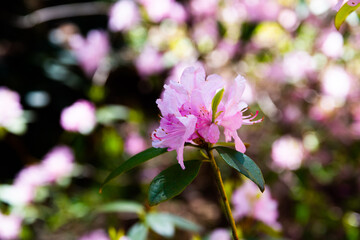 Pink Rhododendron flowers