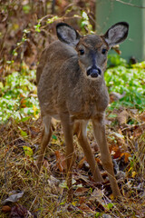 Portrait of a White-tail fawn