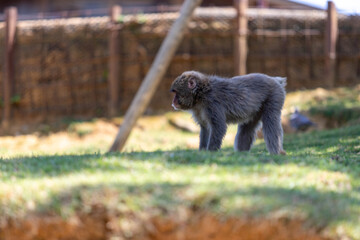 Singe dans la montage des singes a Kyoto au Japon