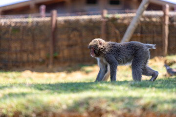 Singe dans la montage des singes a Kyoto au Japon